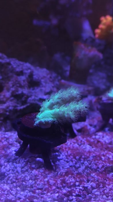 Frag coral soft verde