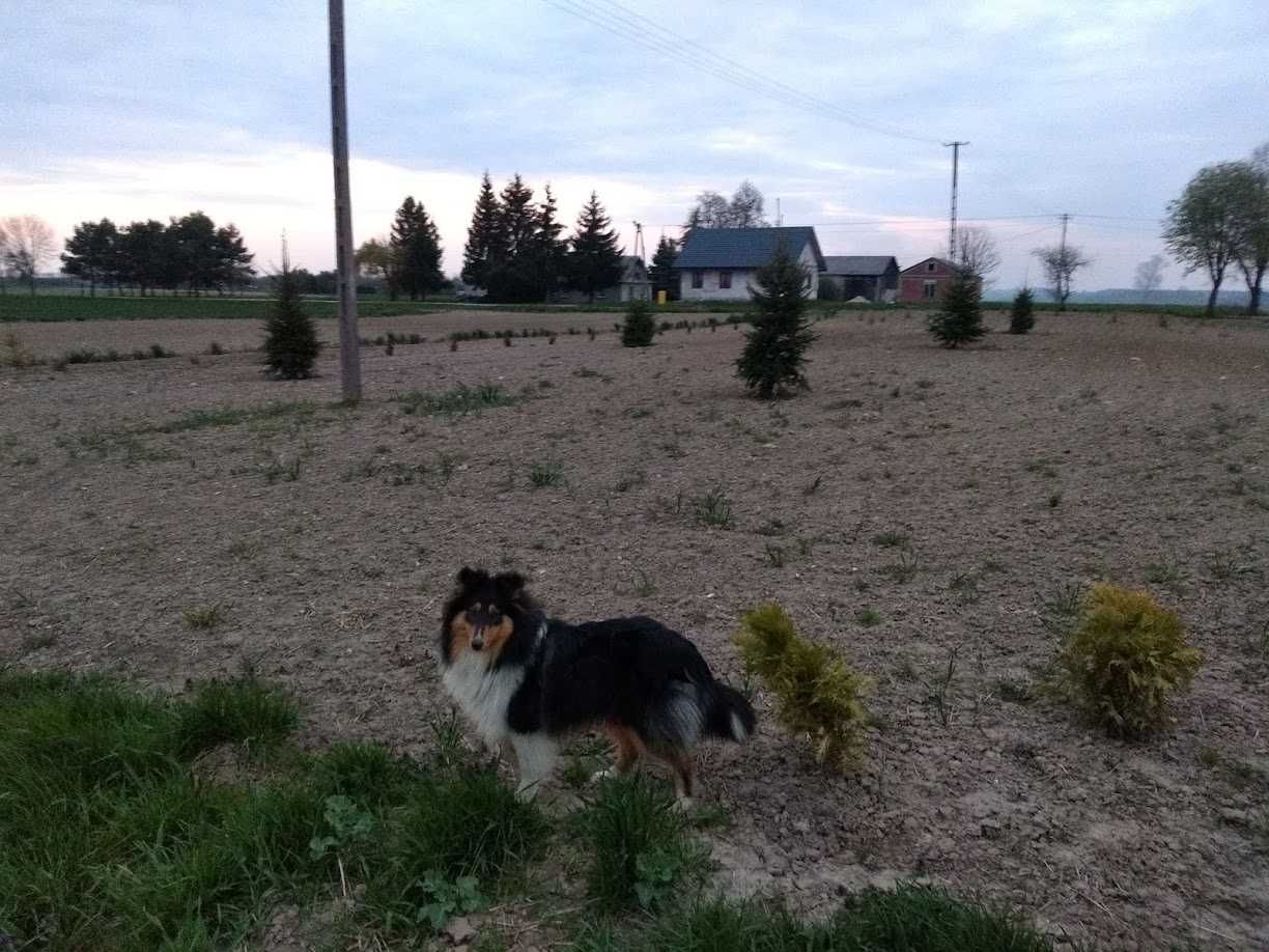 Szczeniaczki mieszańce, mama owczarek szkocki collie