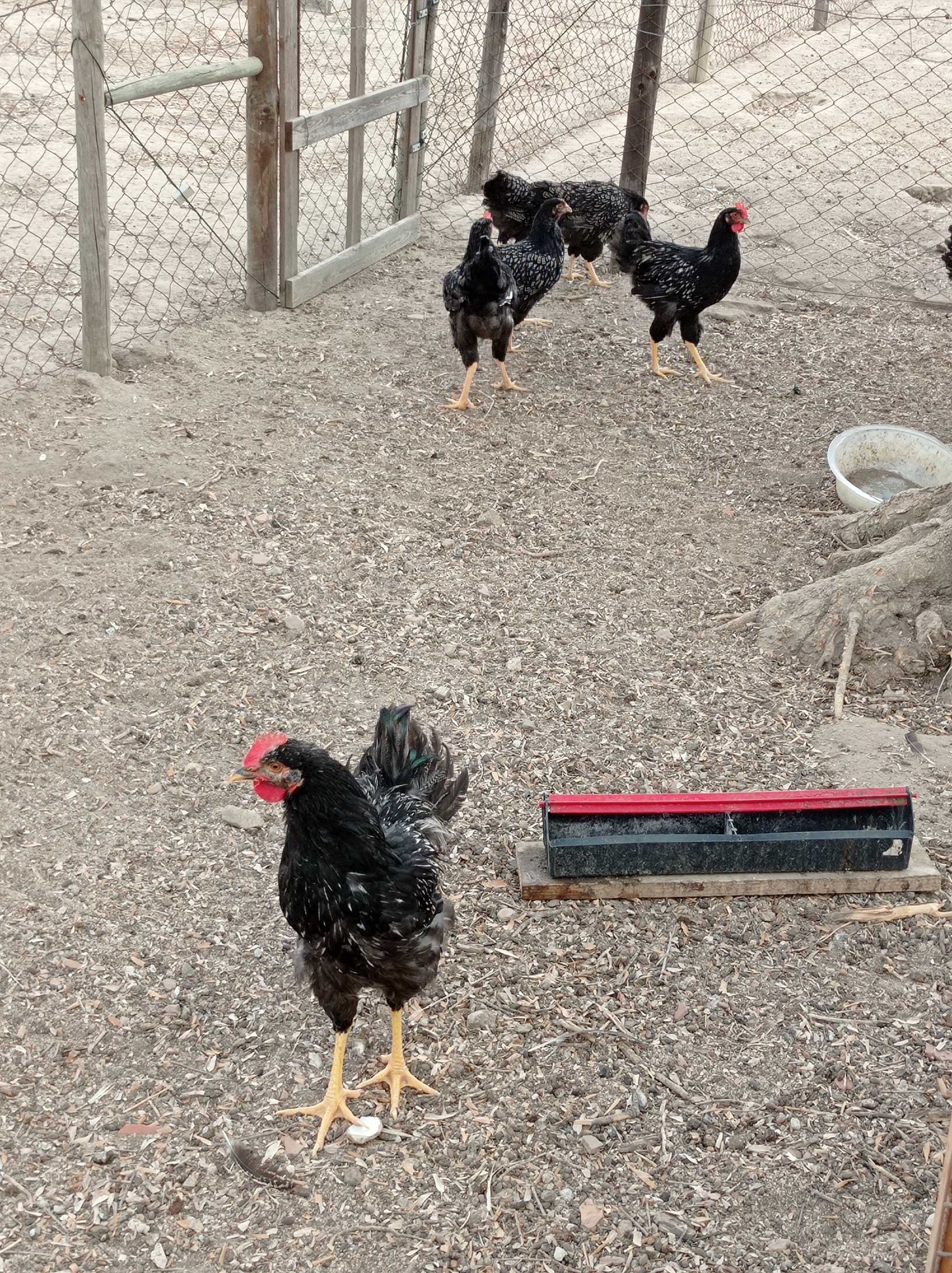 galos barnevelder
