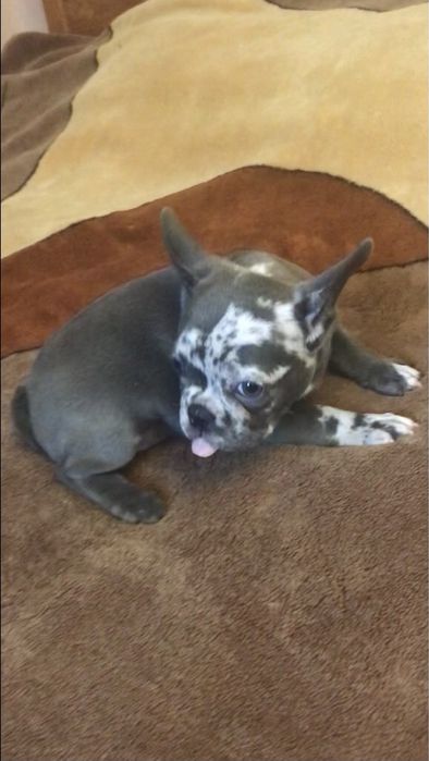 Французький бульдог, дівчинка.