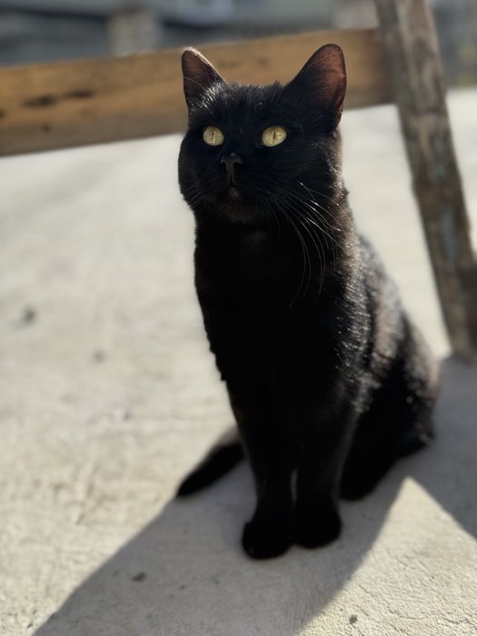 Терміново киця шукає дім