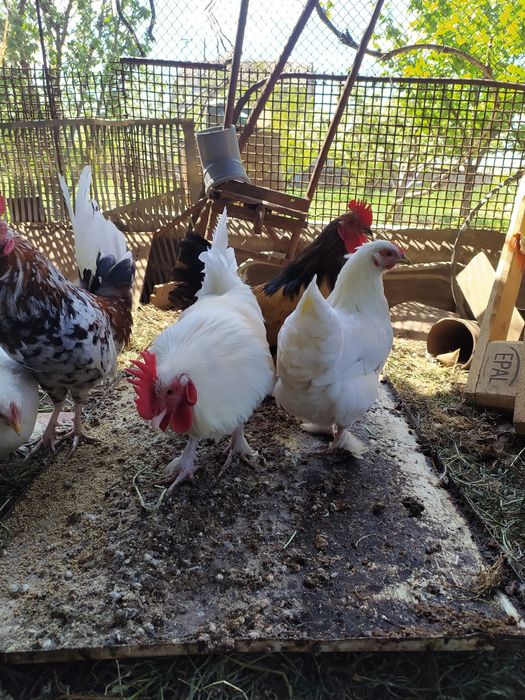 Петухи карликовых кур