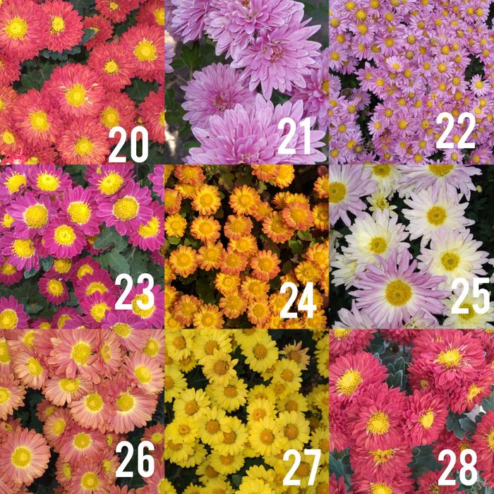 Хризантема мультифлора