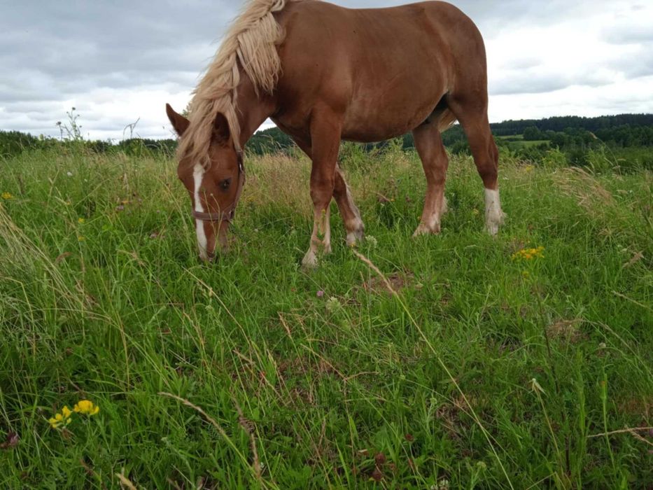 Konie zimnokrwiste klaczki i ogierek