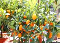 Pack Promoção 10 Kumquats laranjeira anã japonesa