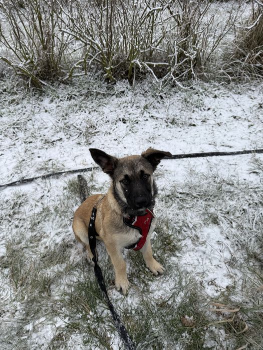 Słodki LIZAK szuka ciepłego domu!