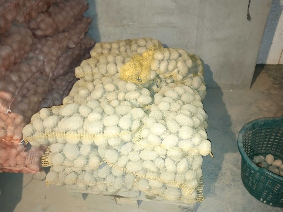 Ziemniaki jadalne Soraya, Denar