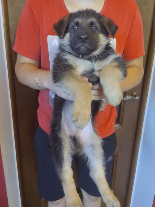 Продам цуценят Німецької вівчарки