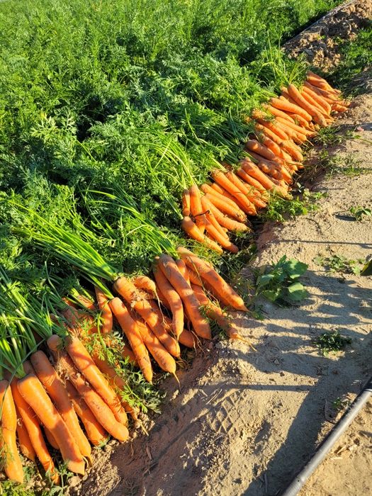 Sprzedam marchew jadalną i odpadową