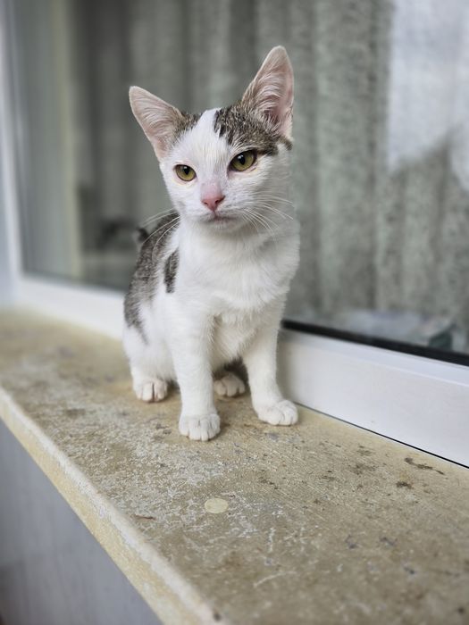 Кошеня в добрі ручки!