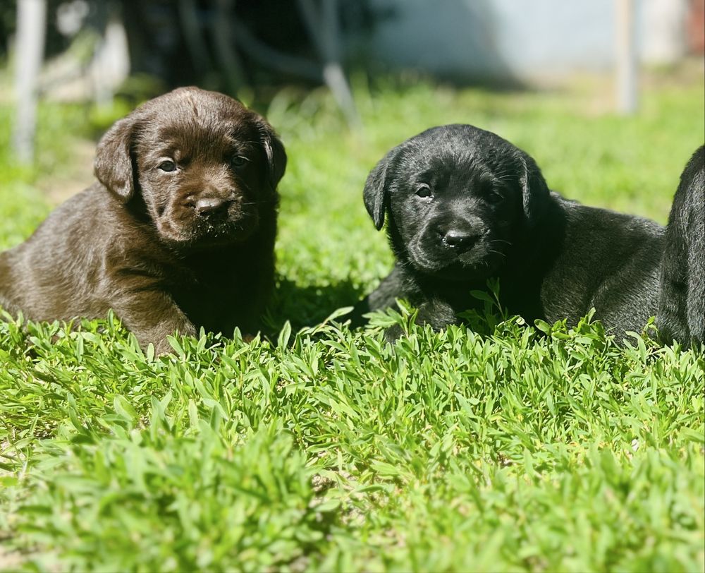 Labrador Retriever piesek ZKwP/FCI