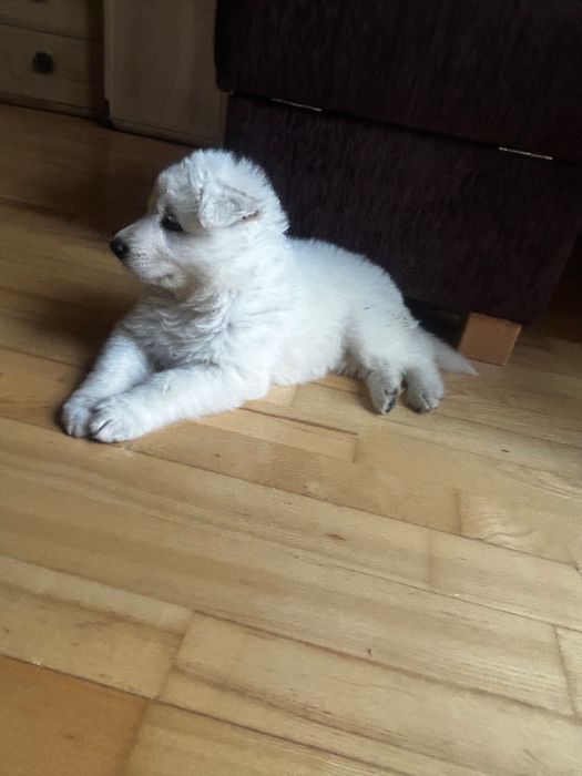 Owczarek Szwajcarski