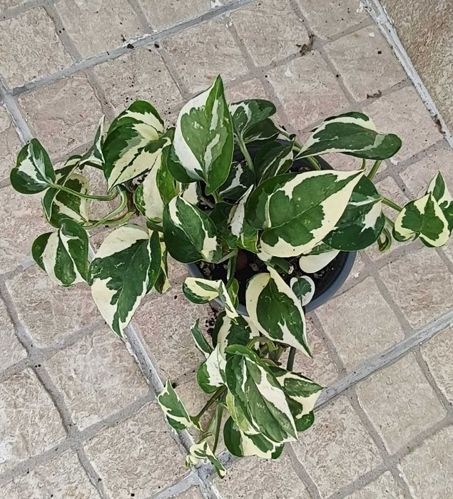 Planta pothos n'joy