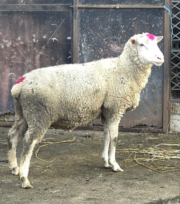 Carneiro reprodutor 1.5 anos cx de merino x île de france