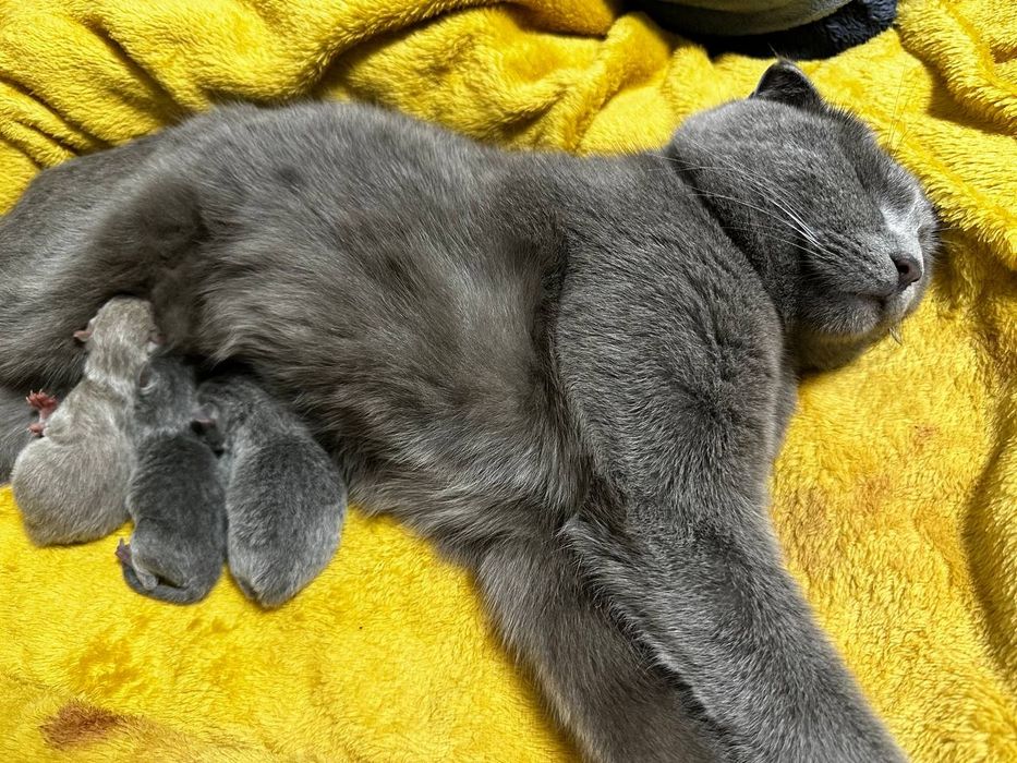 Профік своєї справи повертається