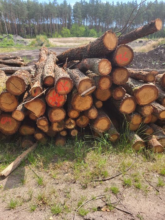 Drewno opałowe olcha, sosna, dąb, brzoza