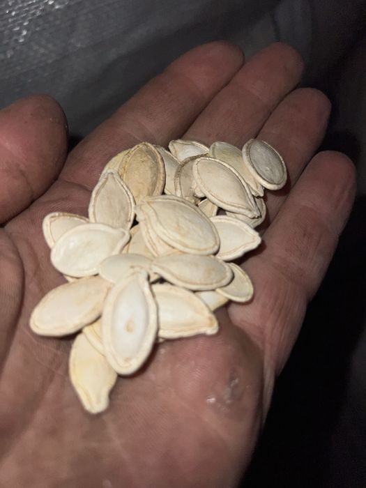 Гарбузове насіння сорт УКРАЇНСЬКА БАГАТОПЛІДНА