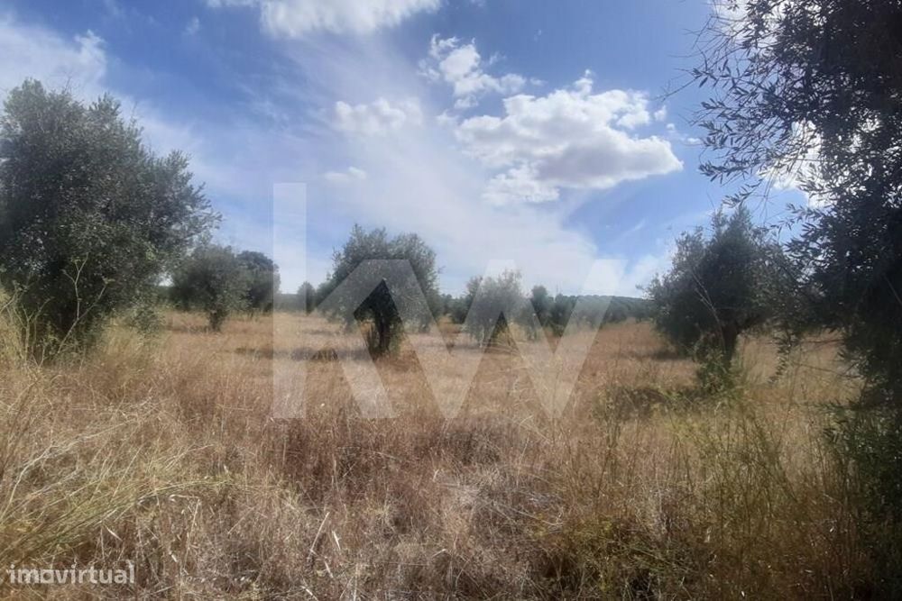 Terreno rústico com plantação de Olival em Avis Portalegre