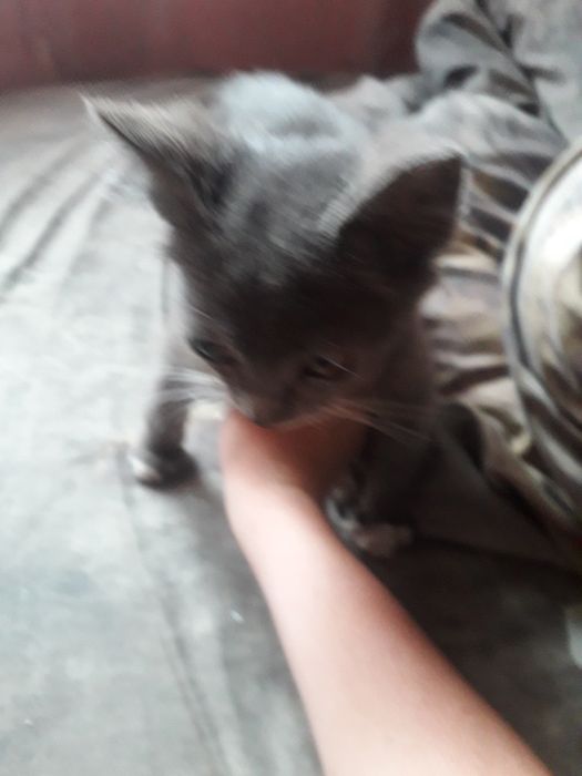 Віддам  котика в добрі руки