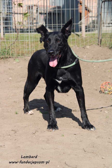 Lombard - czarny, sympatyczny pies