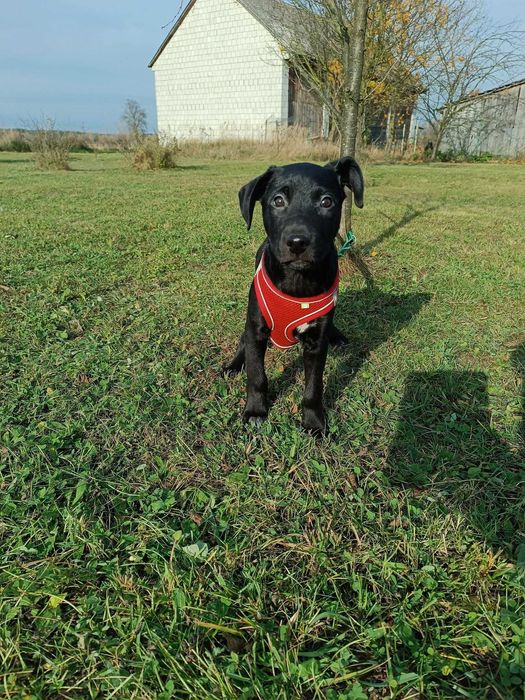G O N Z O szuka SWOJEGO człowieka!