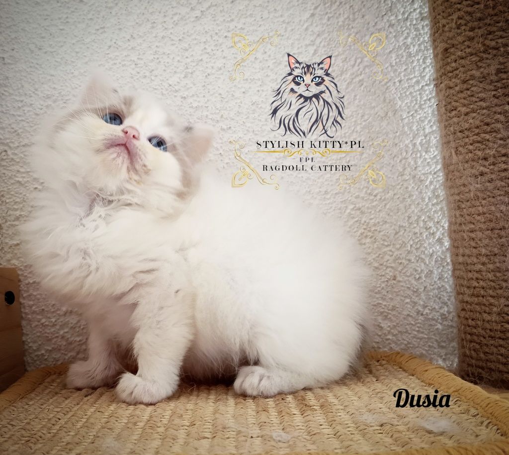 Ragdoll FPL kotka badania genetyczne