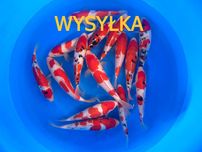 Karpie koi do oczka wodnego legalna Bezpieczna wysyłka 24/7