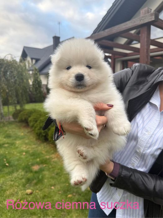 Szczeniak Samoyed / Samojed - Zambrów