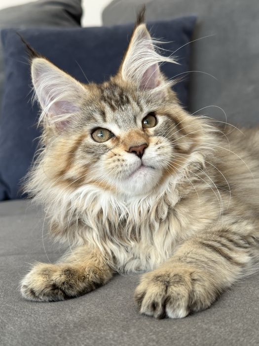 Kocięta koteczka szylkretka Maine Coon
