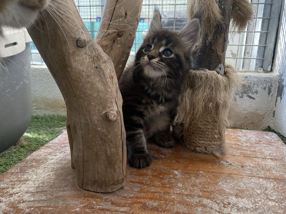 Gatinho Maine Coon
