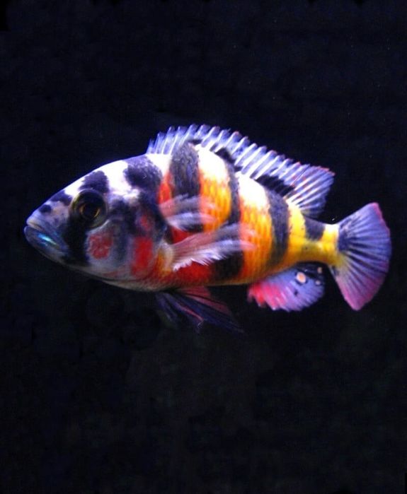 Африканські цихліди(Malawi fish)