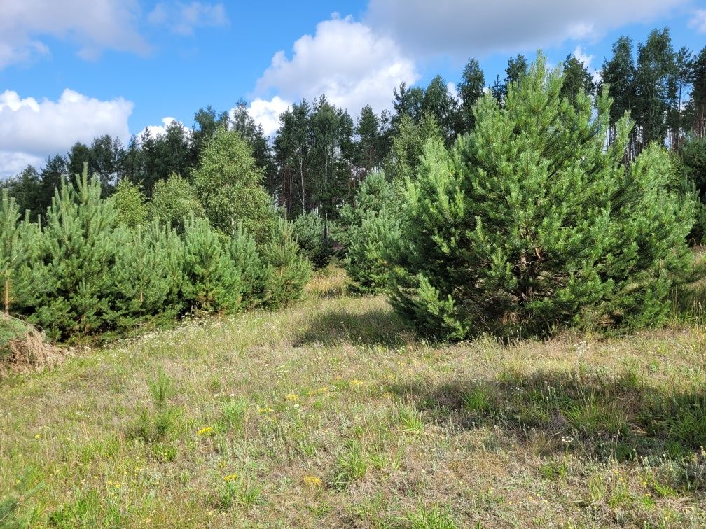 Sprzedam działkę rolną na Kaszubach w Łubianie k.Kościerzyny