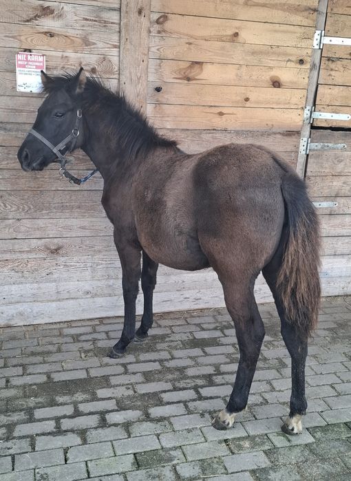 Klaczka Nutella po Donutello od Narwa