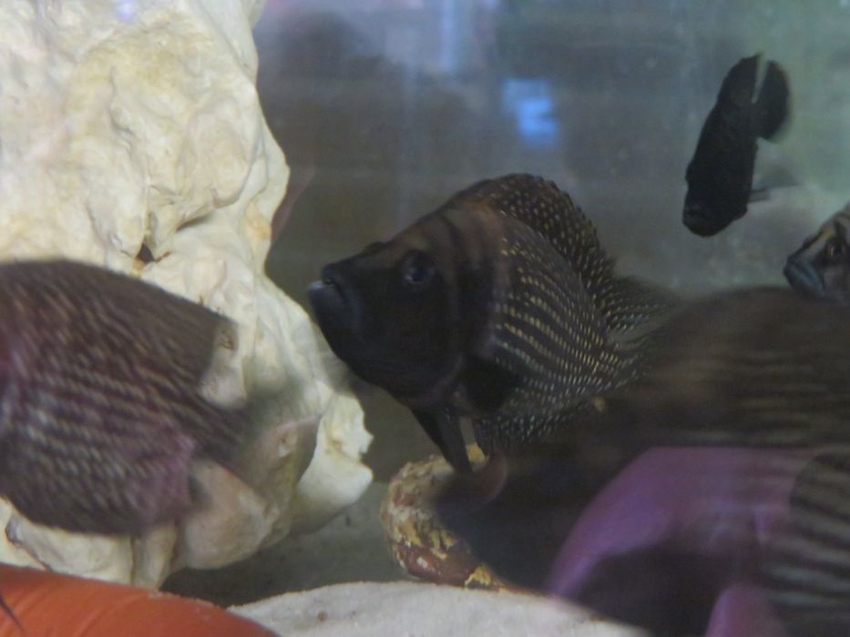 Altolamprologus calvus Black pectoral tanganika
