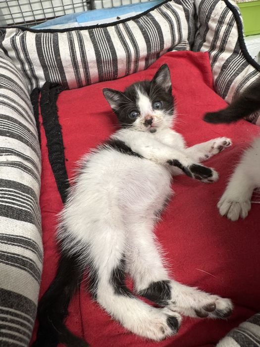 Gatinhos machos para adoção