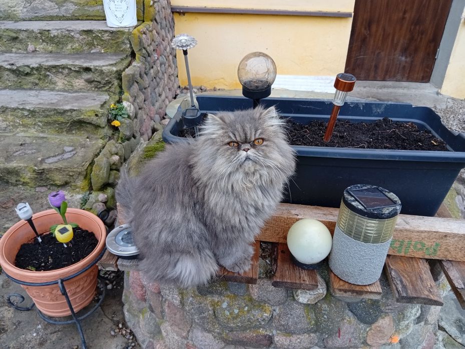 Kotka Perska Długowłosa