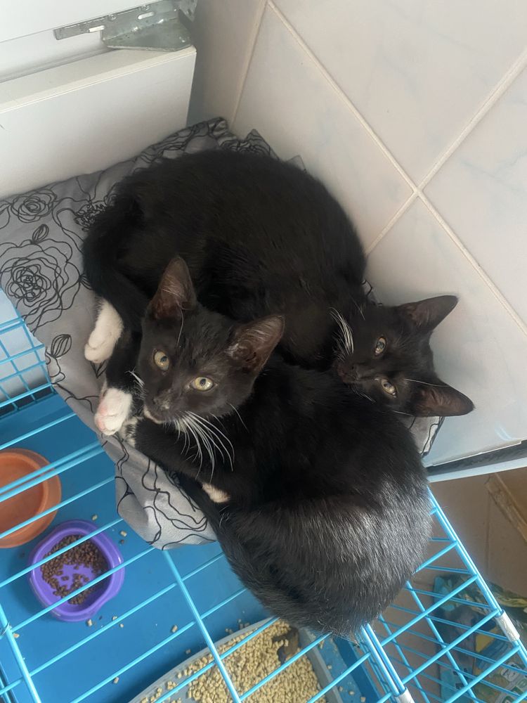 Кошеня, котеня, котик, котики, киця, кіт, котенок