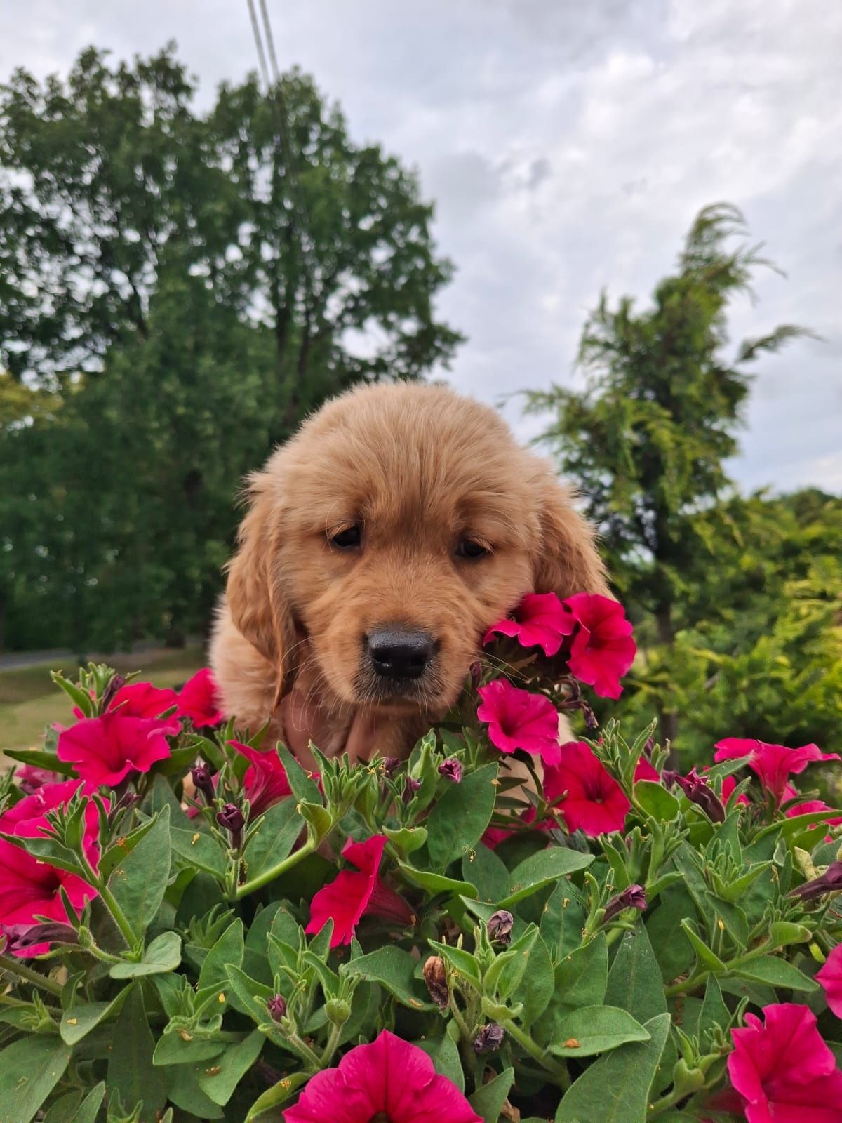 GOLDEN retriever z rodowodem