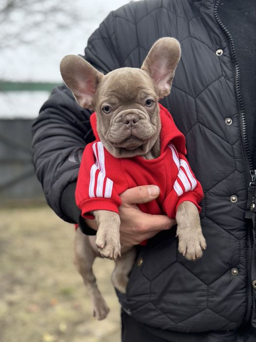 Французкий бульдог