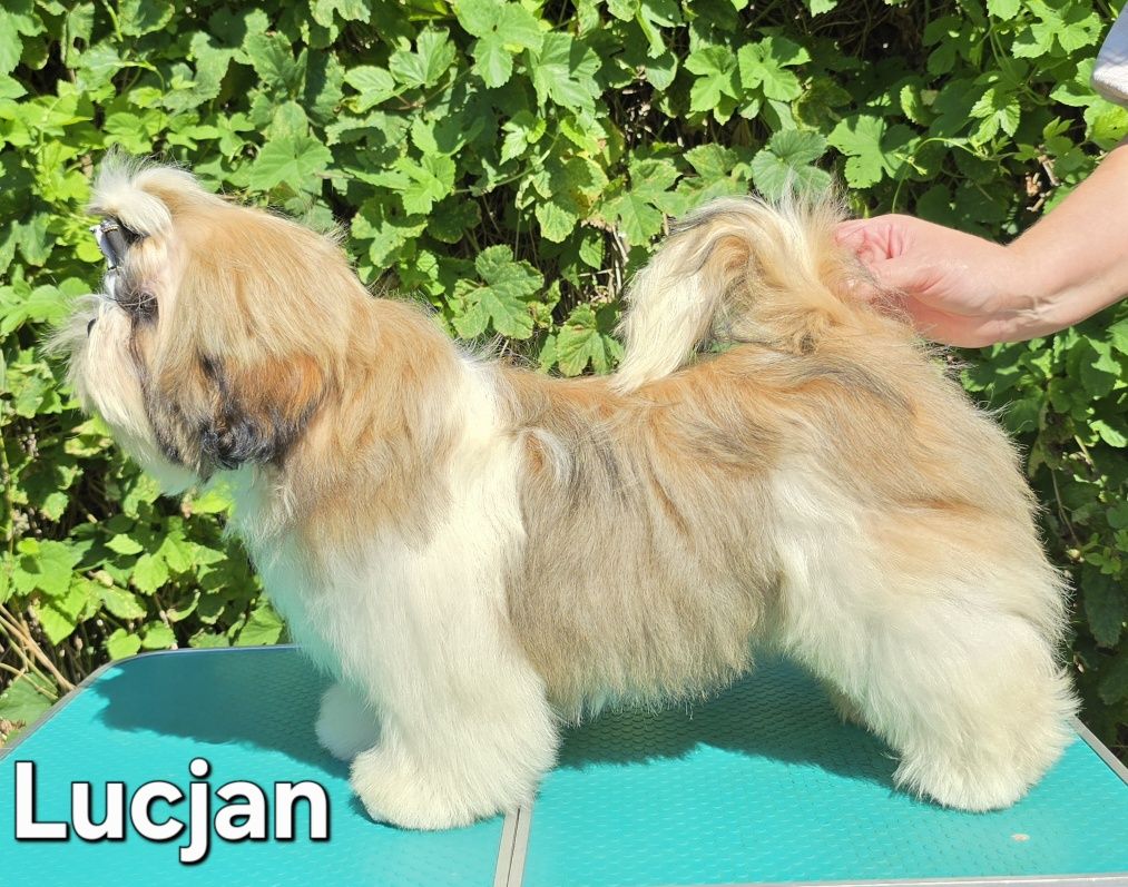 Piesek Shih tzu ZKWP