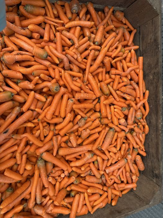 Marchew odpadowa swieża