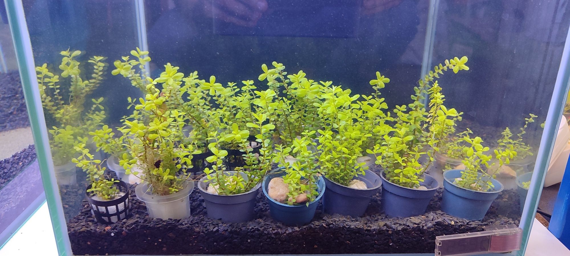 Planta em vaso Rotala Rotundifolia
