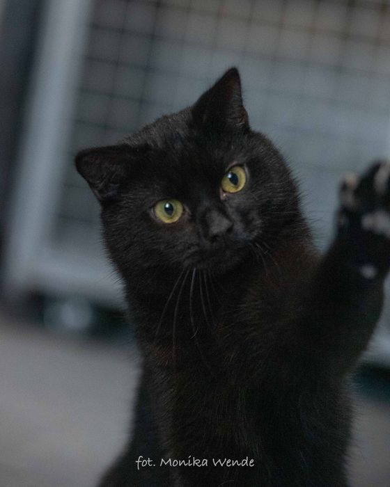 Kochany PORSCHE szuka domu