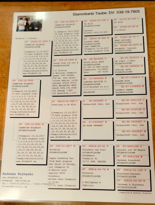 Gołębie pocztowe Kulbacki