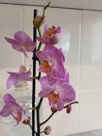 Орхидея сортовая,полосатая розовая арома