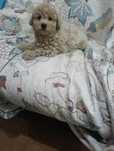 Caniche toy femea