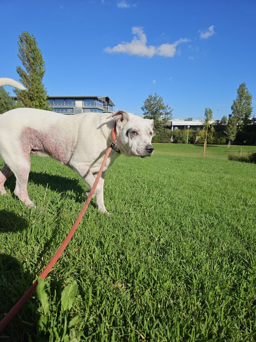 Cadela porte medio - adoção responsável