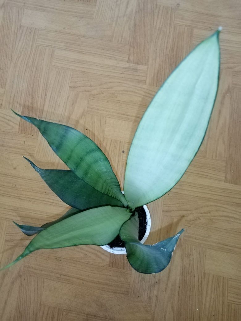 Sansewieria moonshine, sansevieria