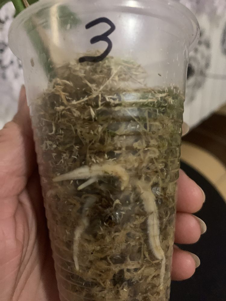 Monstera minima mint - ukorzeniona !