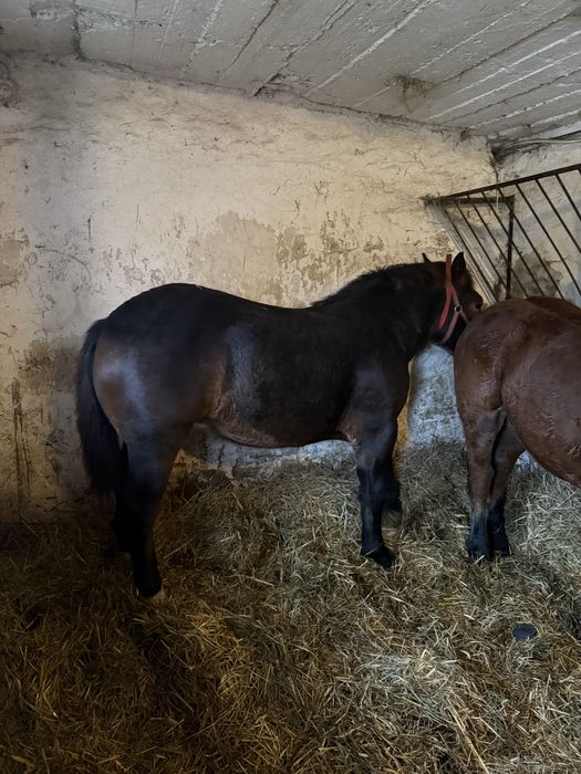 Sprzedam źrebaki tłuste ogierki zimnokrwiste